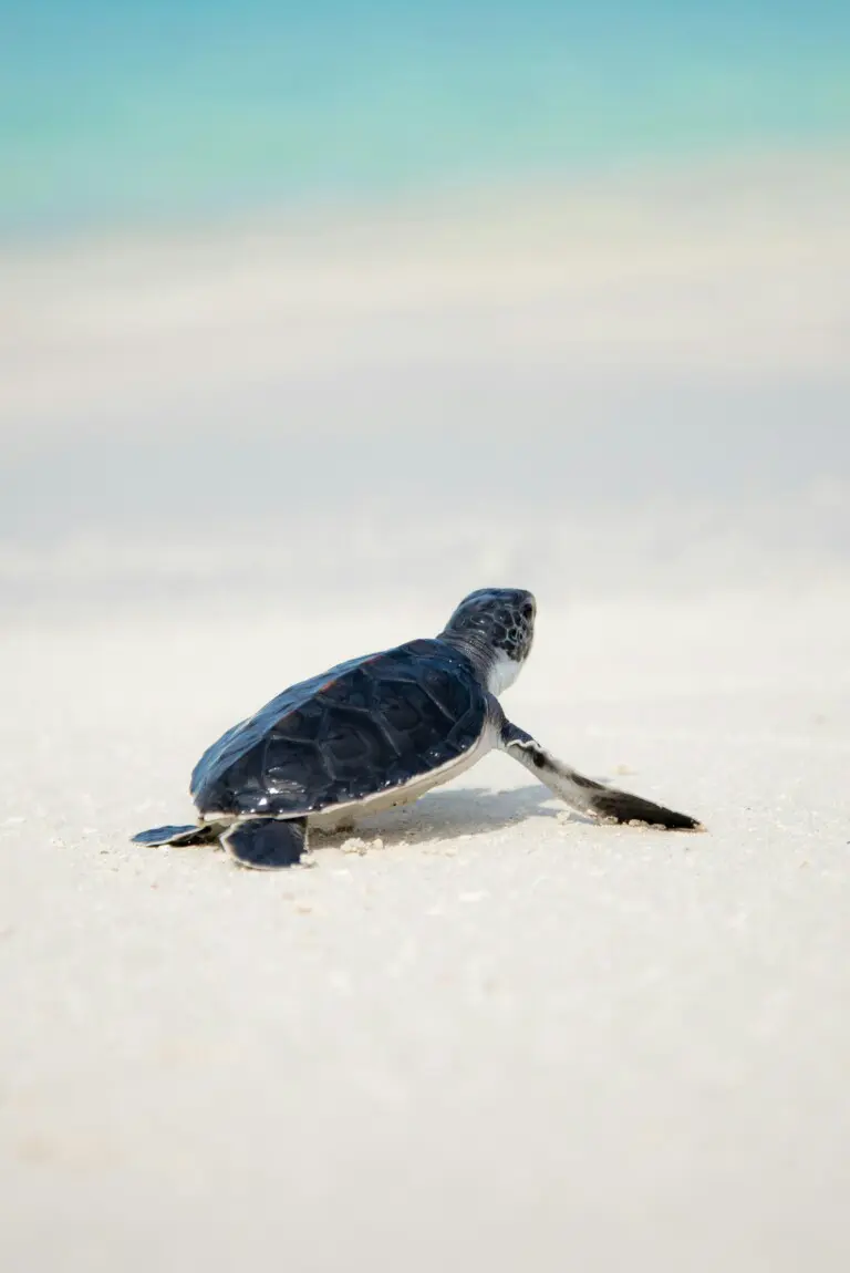 Sea turtle hatchling crawling on the sand on Siesta Key, Florida, illustrating wildlife etiquette and sea turtle nesting season for visitors