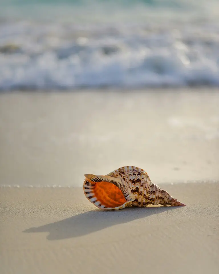 Seashell on the shoreline on Siesta Key, Florida, for a shelling guide to find the best beaches and times to collect shells
