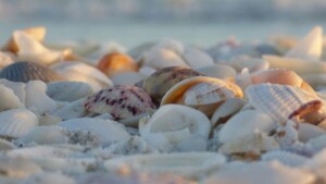 Shells on wet sand at Siesta Key Beach, Florida — featured image for our shelling on Siesta Key guide with best times and best beaches to find shells.