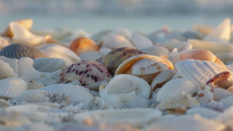Shells on wet sand at Siesta Key Beach, Florida — featured image for our shelling on Siesta Key guide with best times and best beaches to find shells.