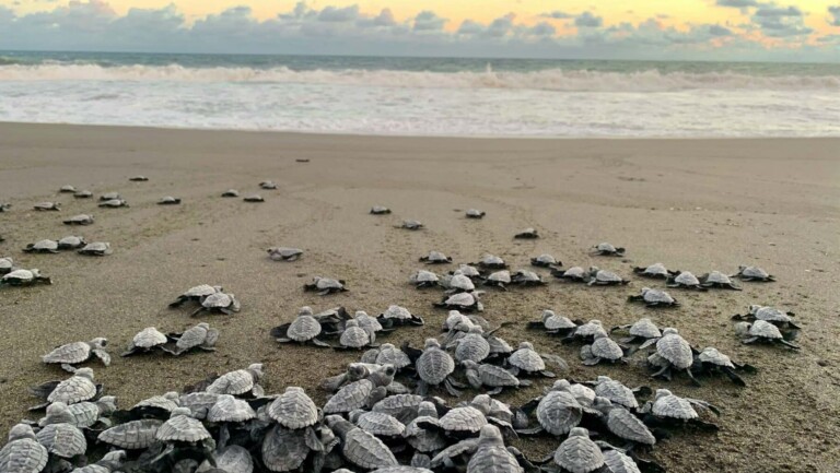 Sea turtle hatchlings moving toward the ocean at sunrise, illustrating Siesta Key sea turtle nesting season and respectful beach travel tips